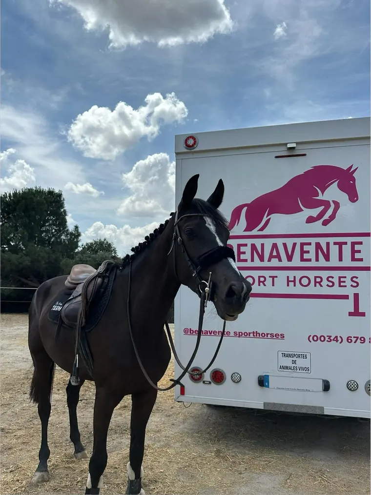 Caballo junto al transporte de Benavente Sport Horses