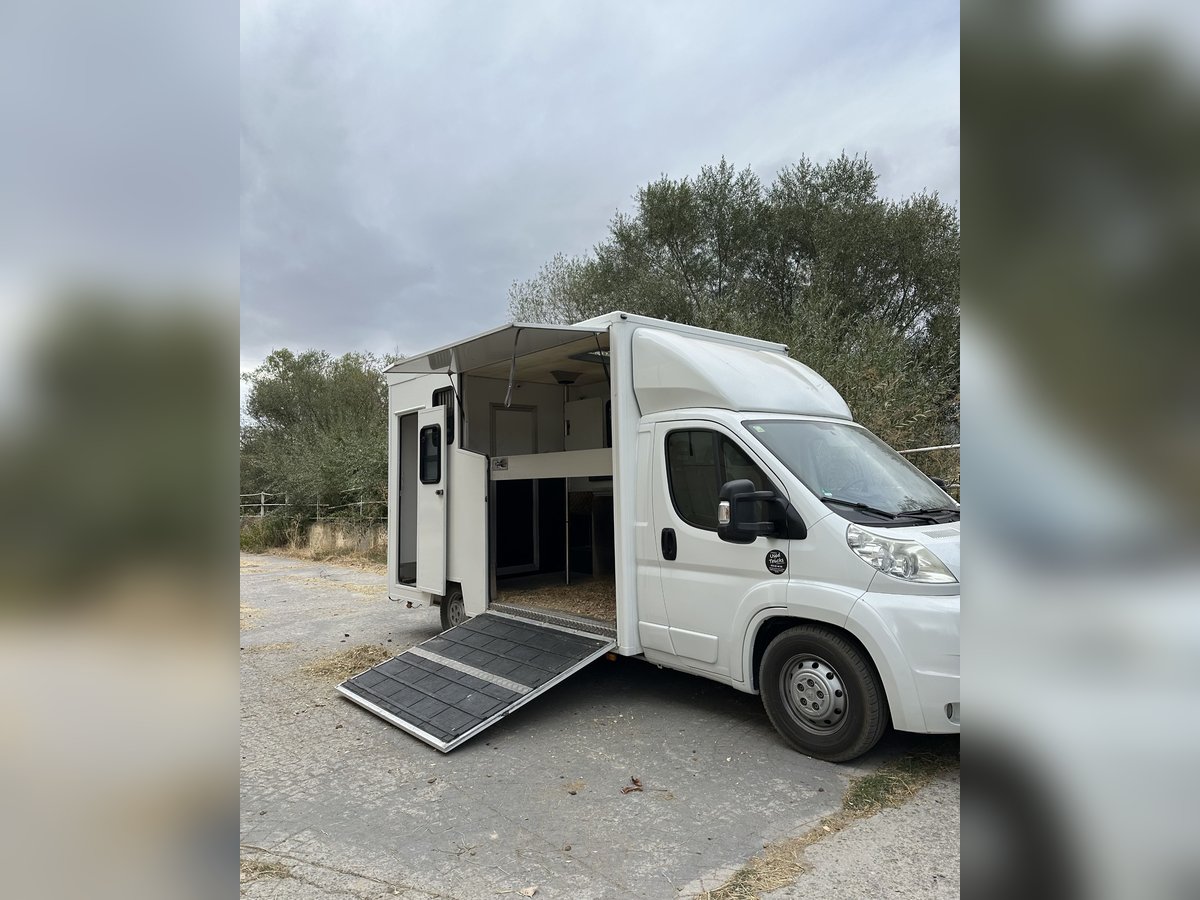 Furgoneta de transporte para caballos de Benavente Sport Horses