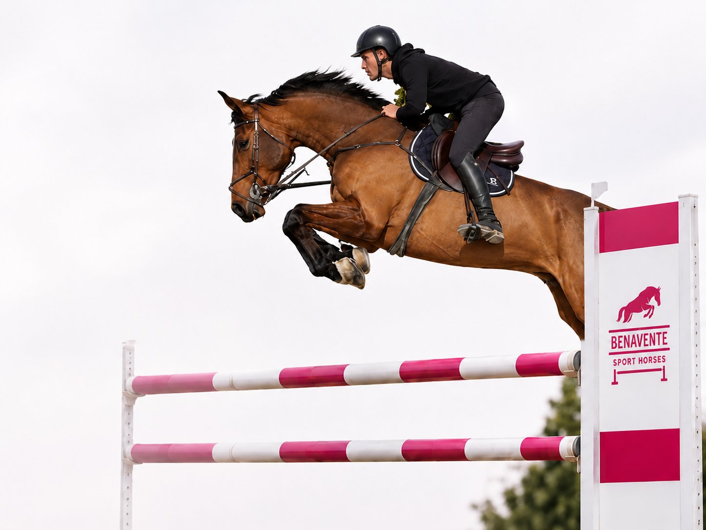 Caballo de salto Benavente Sport Horses