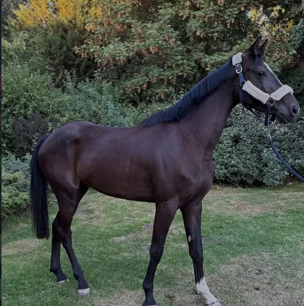 Sahara H, yegua negra de salto en venta